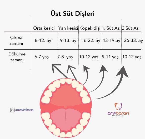 Süt Dişleri Ne Zaman Çıkar ve Ne Zaman Dökülür?
