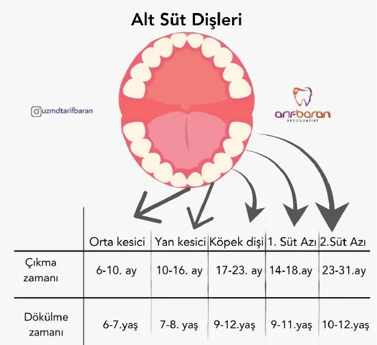 Çocuklarda Süt Dişleri: Çıkış ve Dökülme Süreci